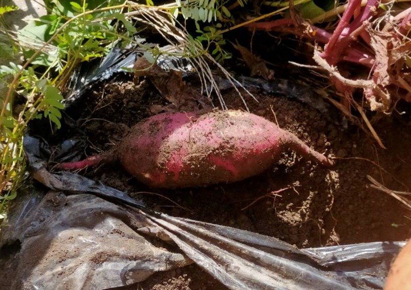 鹿児島 デイサービス スター倶楽部よしの　農園