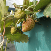 鹿児島ディサービス イチゴ ビニールハウス