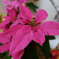 鹿児島ディサービス ポインセチア クリスマス