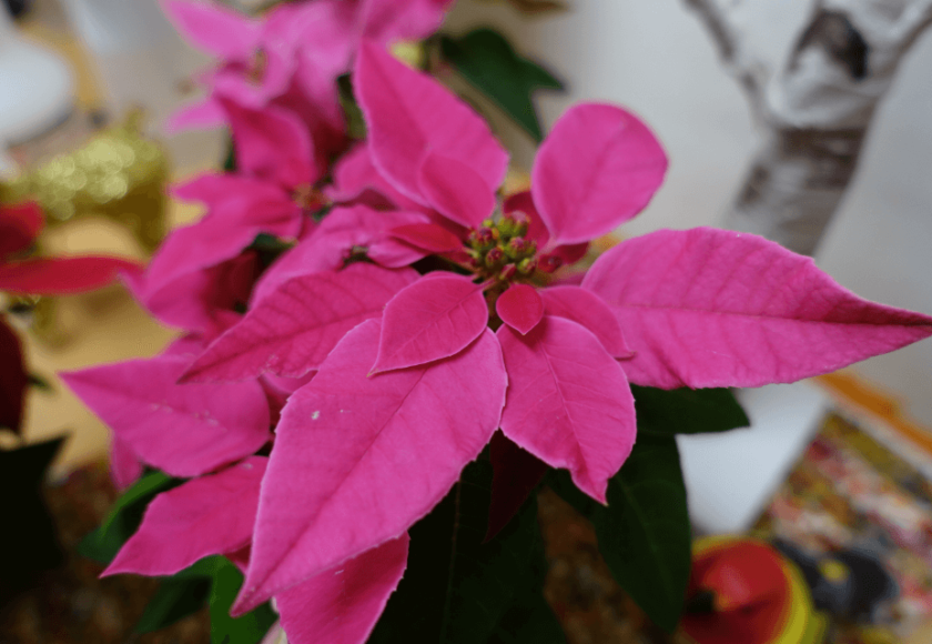 鹿児島ディサービス　ポインセチア　クリスマス