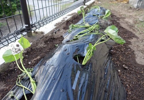 鹿児島デイサービス　スター倶楽部よしの　園芸活動
