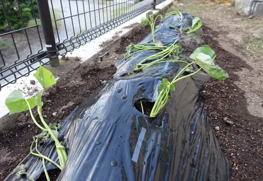 鹿児島デイサービス スター倶楽部よしの 園芸活動