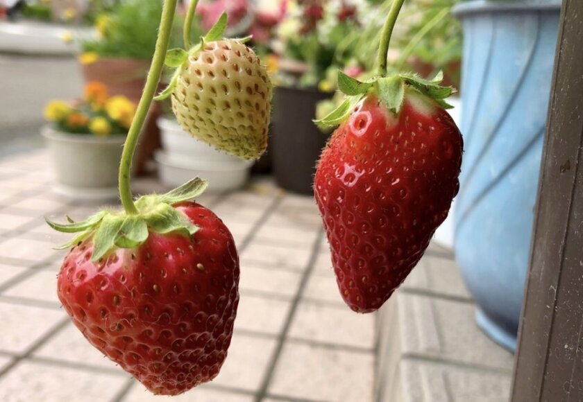 2つのイチゴ