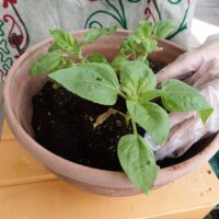 鹿児島デイサービス　園芸活動　レク