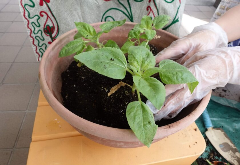 鹿児島デイサービス 園芸活動 レク