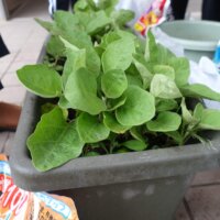 鹿児島デイサービス 園芸 野菜