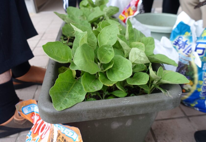 鹿児島デイサービス　園芸　野菜