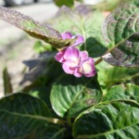 鹿児島デイサービス　園芸　花