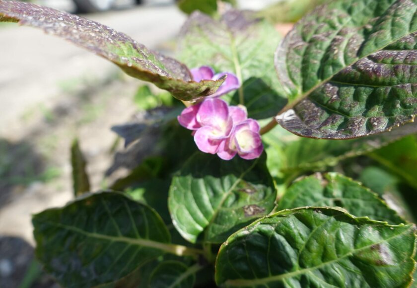 鹿児島デイサービス　園芸　花