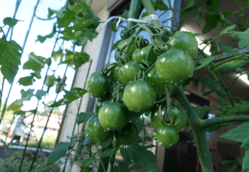 鹿児島ディサービス 園芸 野菜