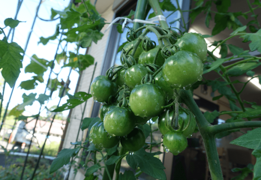 鹿児島ディサービス 園芸 野菜
