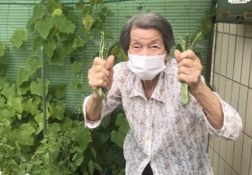 さやいんげん収穫