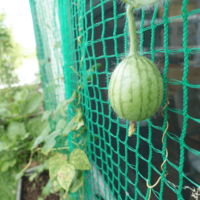 鹿児島ディサービス スイカ 農園