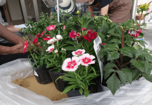 鹿児島ディサービス 花植え 園芸