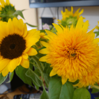 鹿児島ディサービス 花 ひまわり