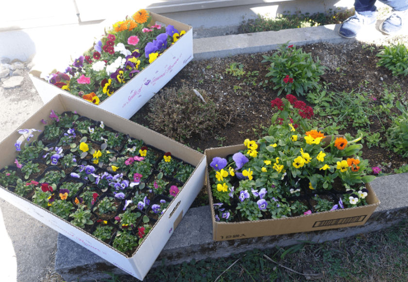 鹿児島ディサービス 花   園芸