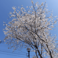 鹿児島デイサービス　桜　花見