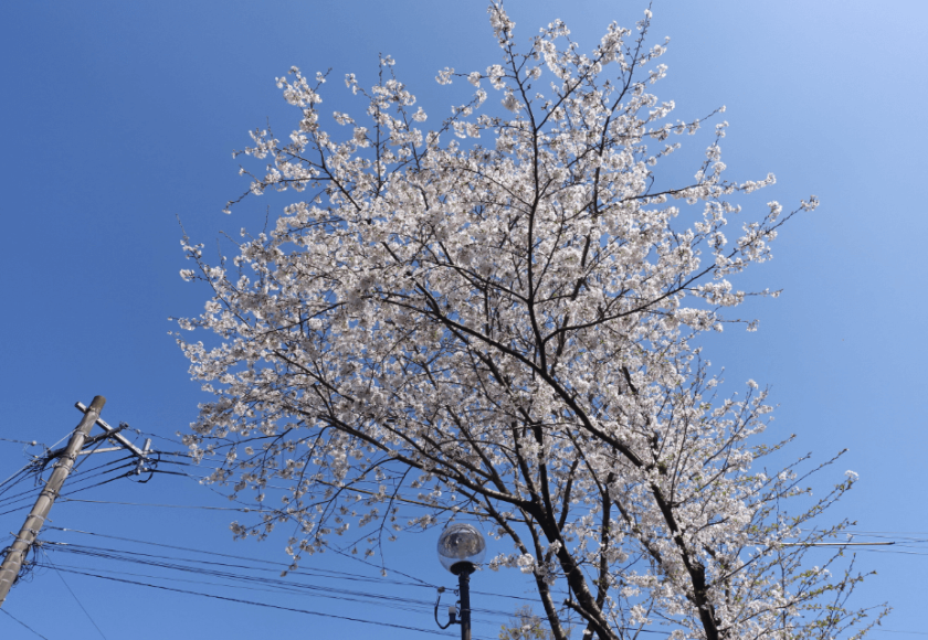 鹿児島デイサービス 桜 花見