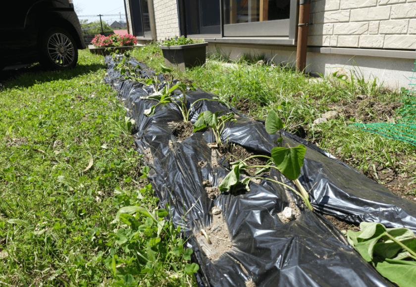 鹿児島ディサービス サツマイモ 育成