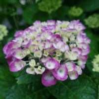 鹿児島ディサービス　花　　 　アジサイ