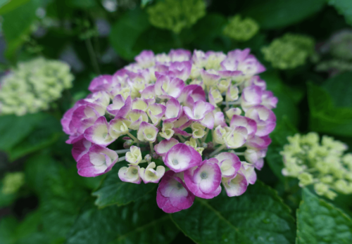 鹿児島ディサービス　花　　 　アジサイ