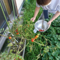 鹿児島デイサービス　園芸活動　夏野菜