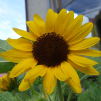 鹿児島ディサービス 園芸 ひまわり