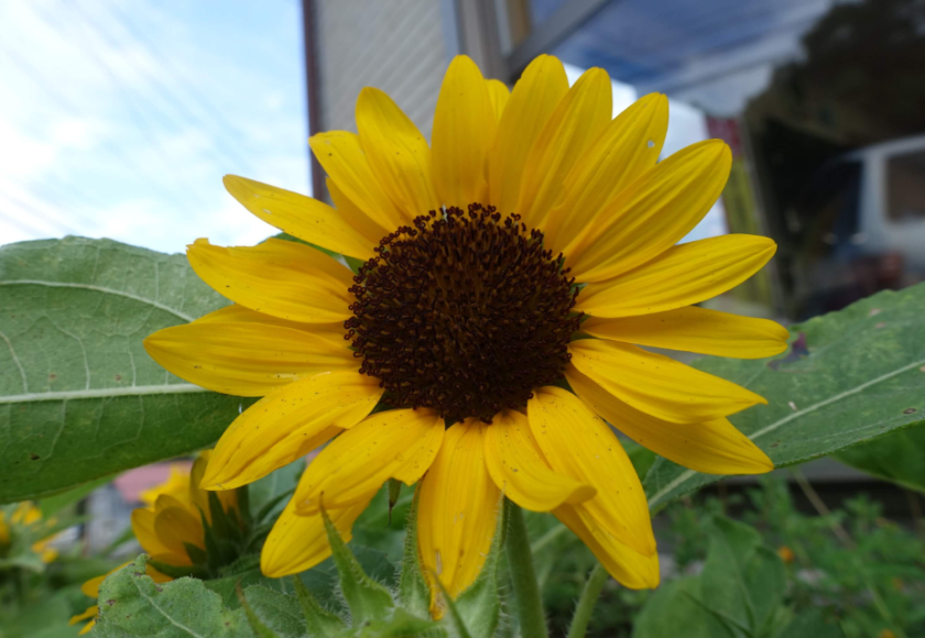 鹿児島ディサービス 園芸 ひまわり