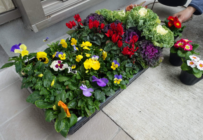 鹿児島ディサービス　園芸活動　花植え