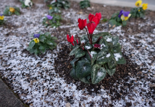 鹿児島 デイサービス 降雪 寒い