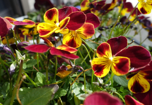 鹿児島ディサービス　花　 　園芸