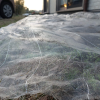 鹿児島デイサービス 園芸活動 キャベツ