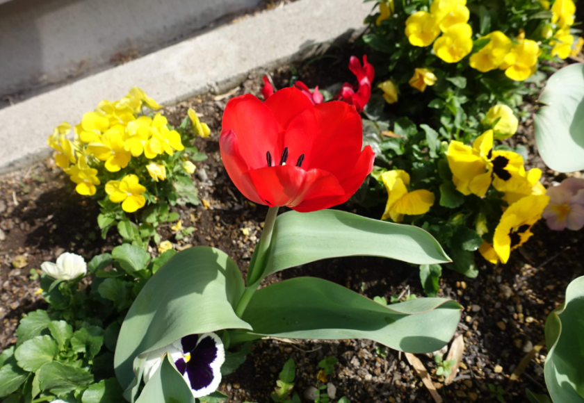 鹿児島ディサービス　園芸　チューリップ