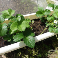 鹿児島ディサービス　園芸　イチゴ
