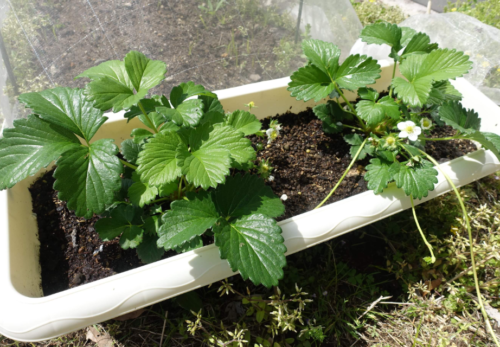 鹿児島ディサービス 園芸 イチゴ