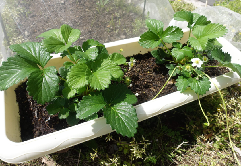 鹿児島ディサービス　園芸　イチゴ