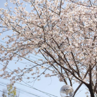 鹿児島ディサービス 桜  花見