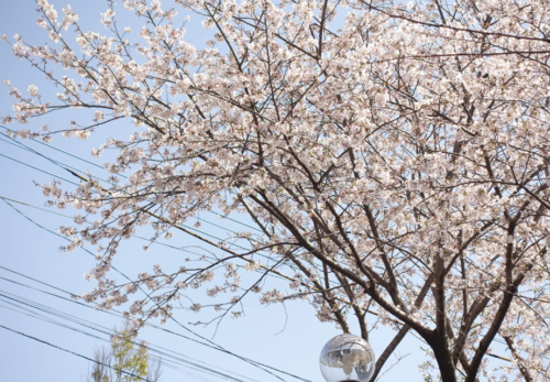鹿児島ディサービス 桜  花見