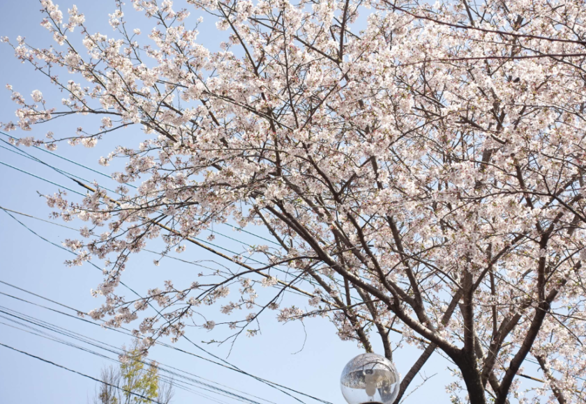 鹿児島ディサービス　桜　　花見