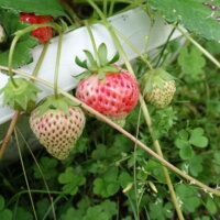 鹿児島 デイサービス 園芸活動 果物 野菜