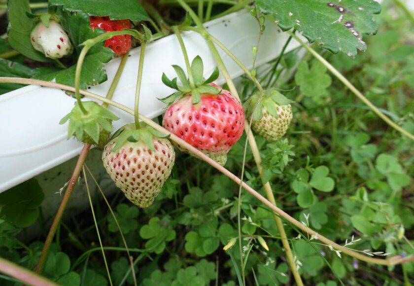 鹿児島　デイサービス　園芸活動　果物　野菜