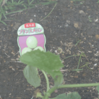 鹿児島ディサービス　メロン　園芸