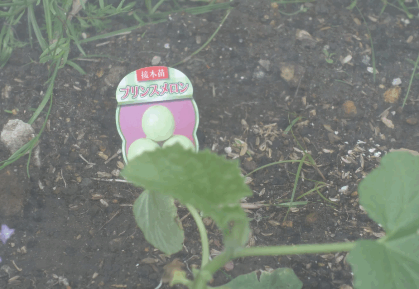 鹿児島ディサービス メロン 園芸