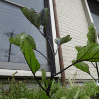 鹿児島ディサービス 園芸活動 野菜