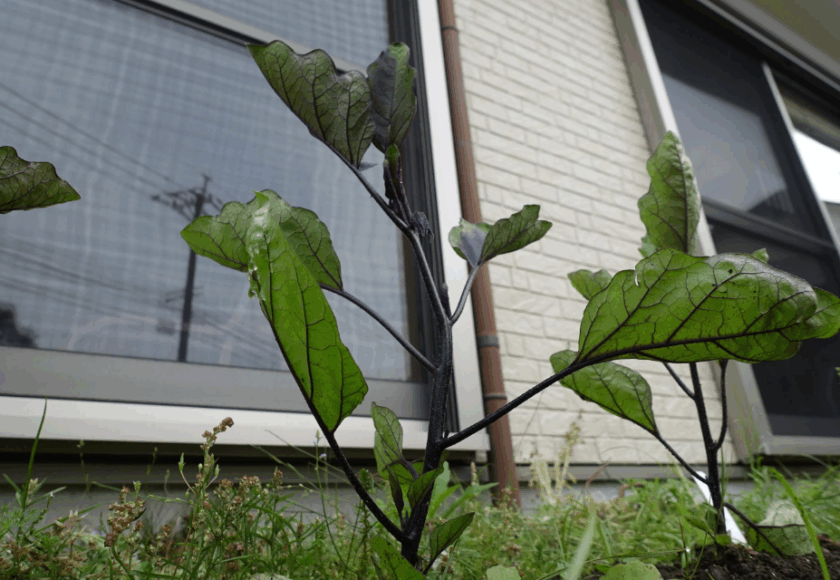 鹿児島ディサービス 園芸活動 野菜