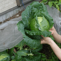 鹿児島デイサービス 園芸 キャベツ