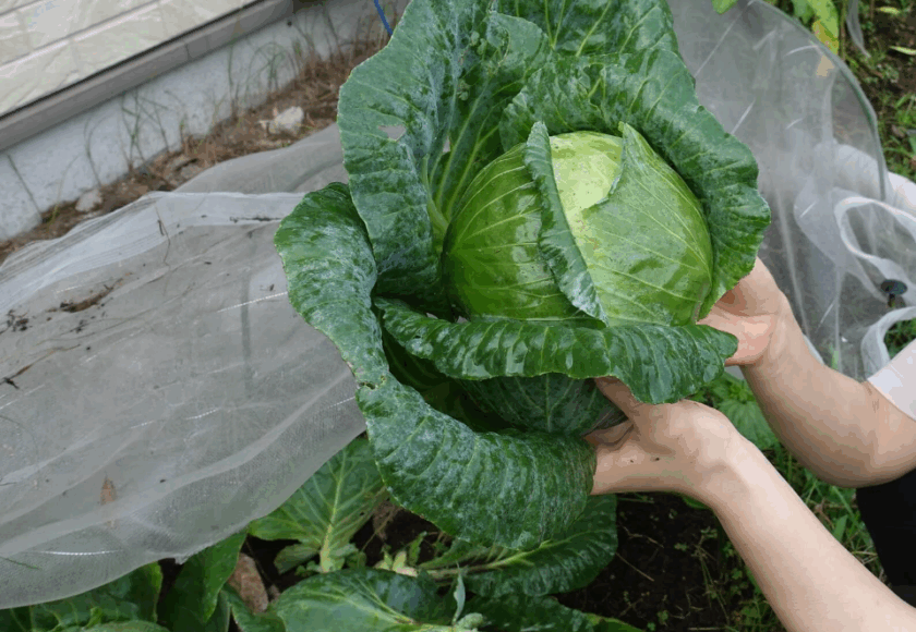 鹿児島デイサービス　園芸　キャベツ