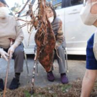 鹿児島デイサービス　収穫　芋ほり