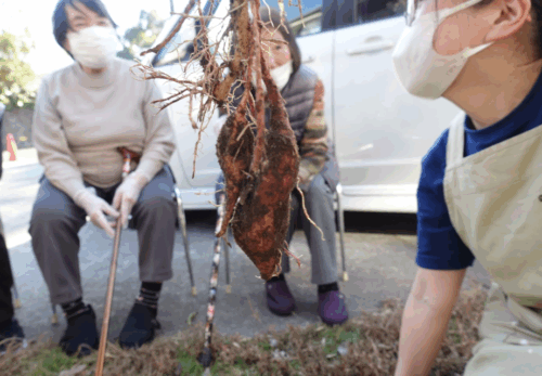 鹿児島デイサービス 収穫 芋ほり