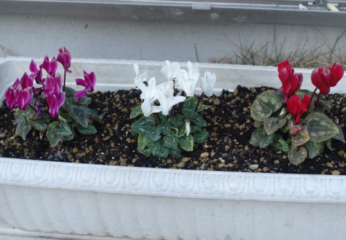 鹿児島ディサービス　園芸　花